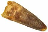 Fossil Spinosaurus Tooth - Real Dinosaur Tooth #329523-1